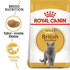 RC ADULT BRITISH SHORTHAIR - 2KG