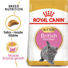 RC KITTEN BRITISH SHORT HAIR - 2KG
