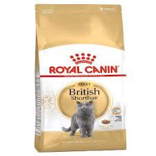 RC ADULT BRITISH SHORTHAIR - 4KG